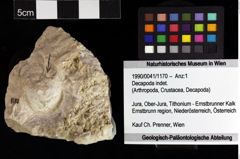 Foto (Objket + Etiketten) von Decapoda indet. 